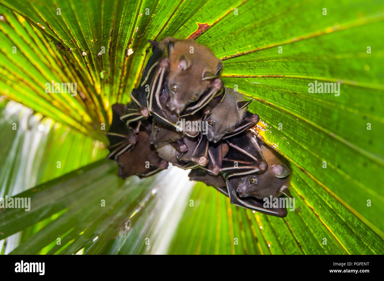 Cane minore-di fronte frutto Bat (Cyneropterus brachyotis). Chiamato anche a breve dal naso o frutta comune Bat - una famiglia si nasconde sotto una foglia verde Palm tree Foto Stock