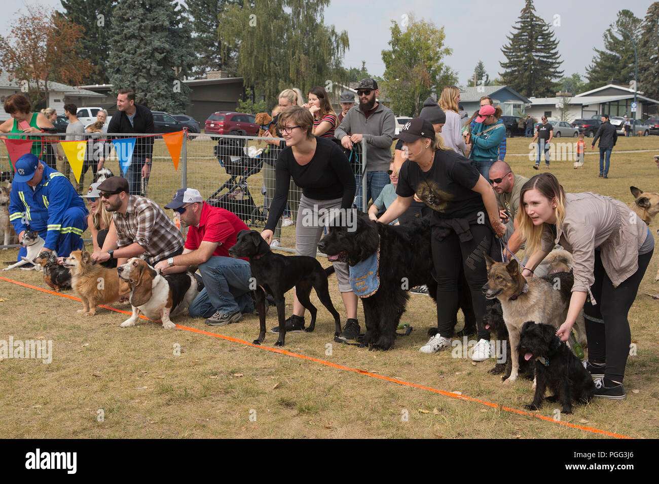 Calgary in Canada. 26 Agosto, 2018. Cani Senior linea fino all'inizio di una gara durante le zampe nel parco, organizzata per celebrare il National Cane giorno. L'evento di beneficenza andrà a beneficio di Alberta salvataggio animale società equipaggio (AARCS). Rosanne Tackaberry/Alamy Live News Foto Stock