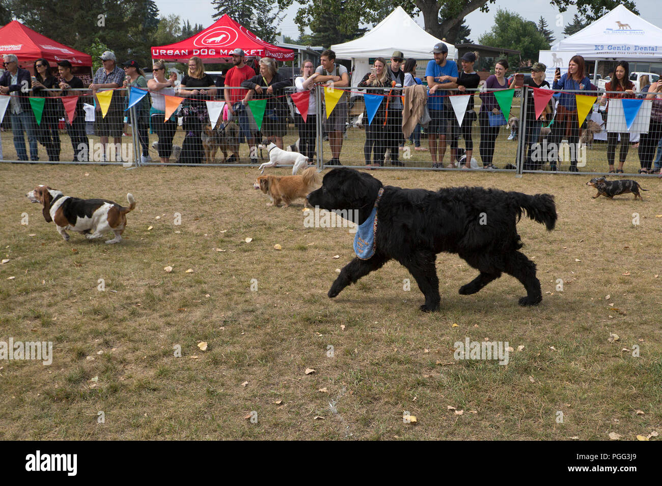 Calgary in Canada. 26 Agosto, 2018. Senior cani prendere parte ad una gara durante le zampe nel parco, organizzata per celebrare il National Cane giorno. L'evento di beneficenza andrà a beneficio di Alberta salvataggio animale società equipaggio (AARCS). Rosanne Tackaberry/Alamy Live News Foto Stock