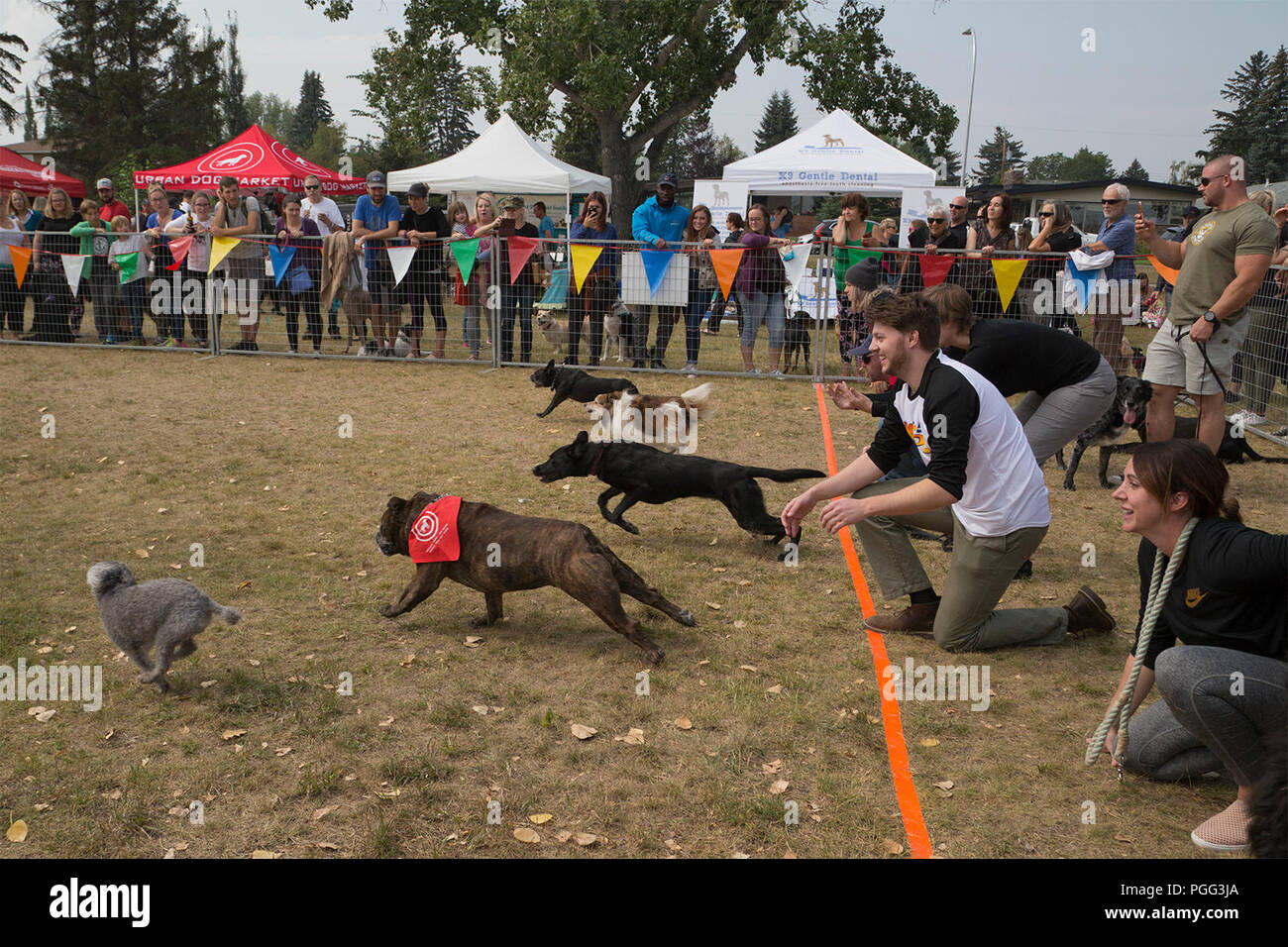 Calgary in Canada. 26 Agosto, 2018. Cani prendere parte ad una gara durante le zampe nel parco, organizzata per celebrare il National Cane giorno. L'evento di beneficenza andrà a beneficio di Alberta salvataggio animale società equipaggio (AARCS). Rosanne Tackaberry/Alamy Live News Foto Stock