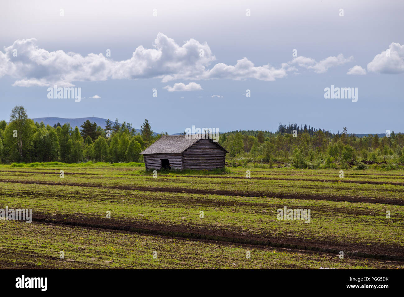 La Lapponia Finlandia, vecchio fienile su un campo in Lapponia settentrionale sul giorno di estate Foto Stock