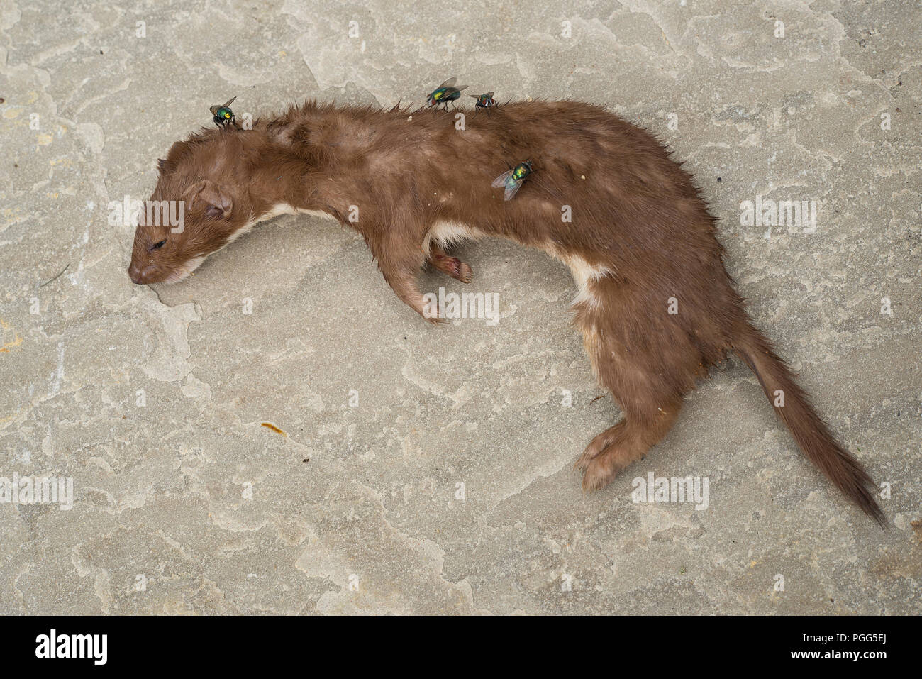 Un ermellino dopo essere stato ucciso da un gatto. Foto Stock