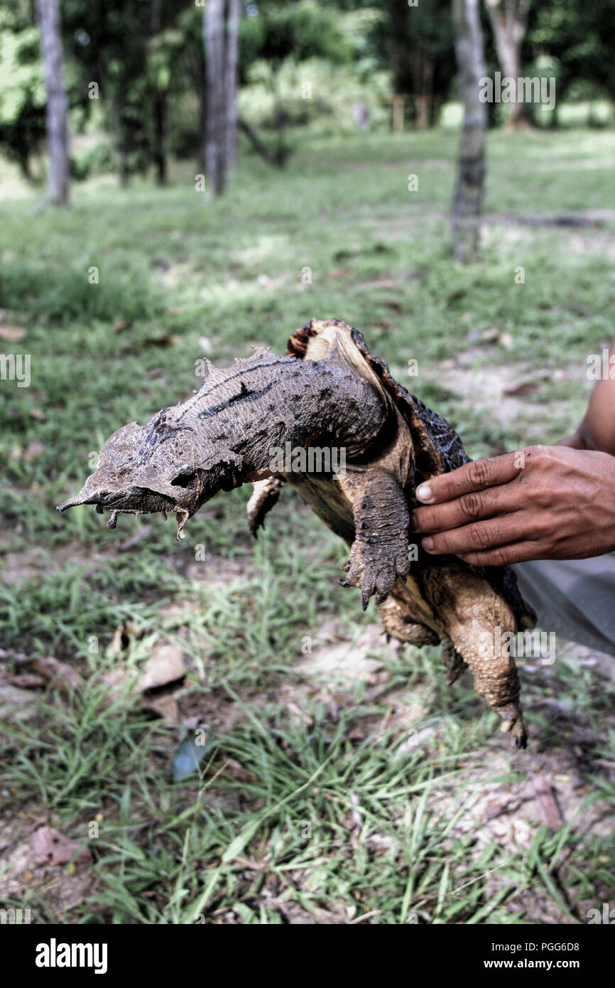 Chi detiene un Mata mata turtle (Chelus fimbriata) in Pacaya Samiria riserva nazionale, Perù Foto Stock
