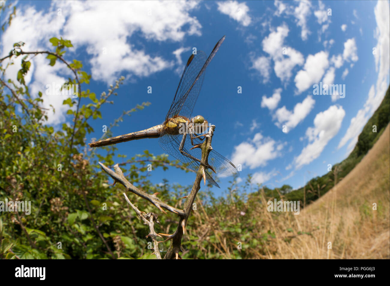 Una femmina di common darter dragonfly, Sympetrum striolatum, appollaiato accanto a una siepe e fotografati in una giornata di sole con un 15mm fish eye lente. Fare del nord Foto Stock