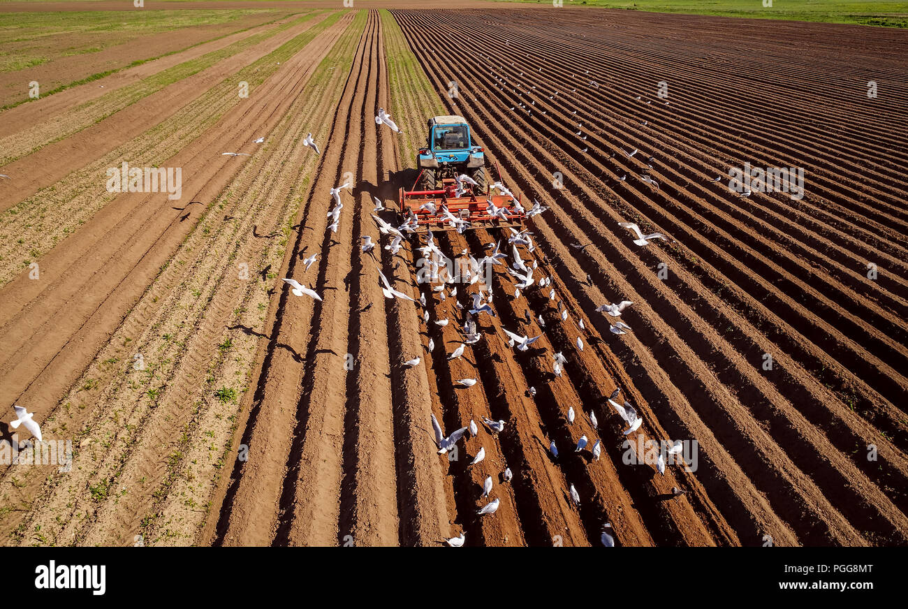 Il lavoro agricolo su un trattore agricoltore semina grano. Affamati di uccelli sono battenti dietro il trattore e mangiare il grano da seminativi. Foto Stock