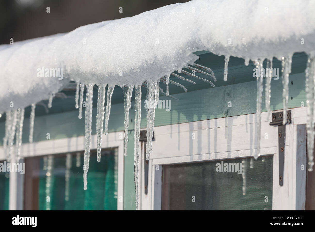 Ghiaccioli e neve pendente da una gronda nel gelido inverno condizioni in Inghilterra durante la bestia da est tempesta. Tettoia da giardino close up di frozen w Foto Stock