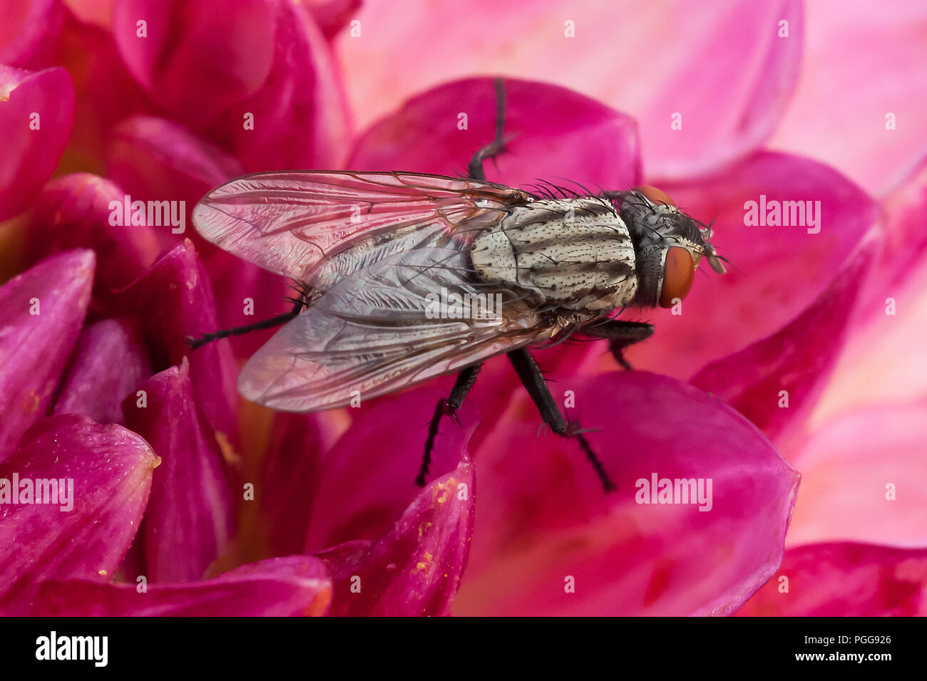 Unico volo incredibile close up seduto su una bella deep fiore rosa in testa in una mattina estati Foto Stock