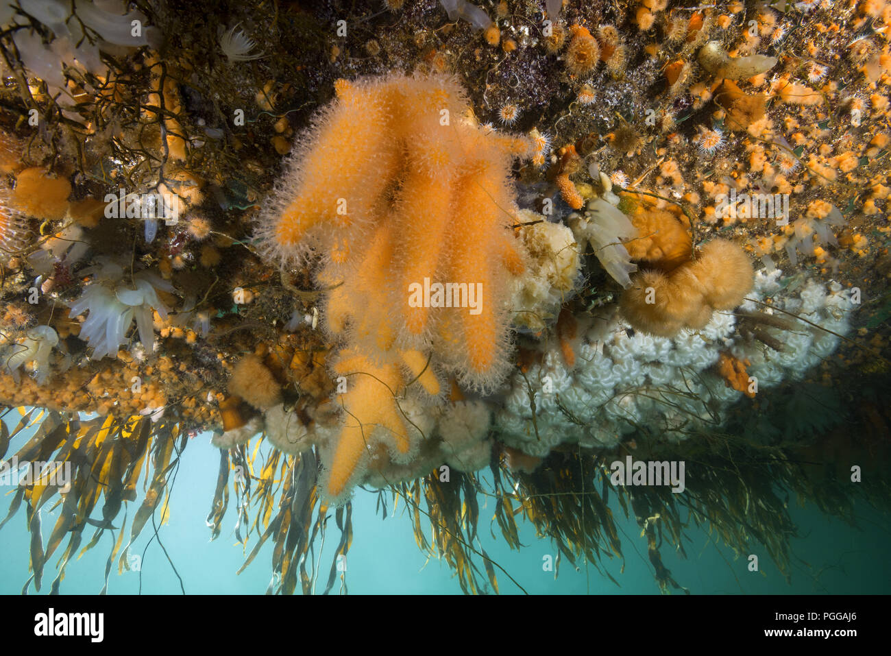Giardini pensili di Aegir (AEgir) - dita Coral (Alcyonium digitatum) e clonali anemoni Plumose (senile Metridium) Foto Stock