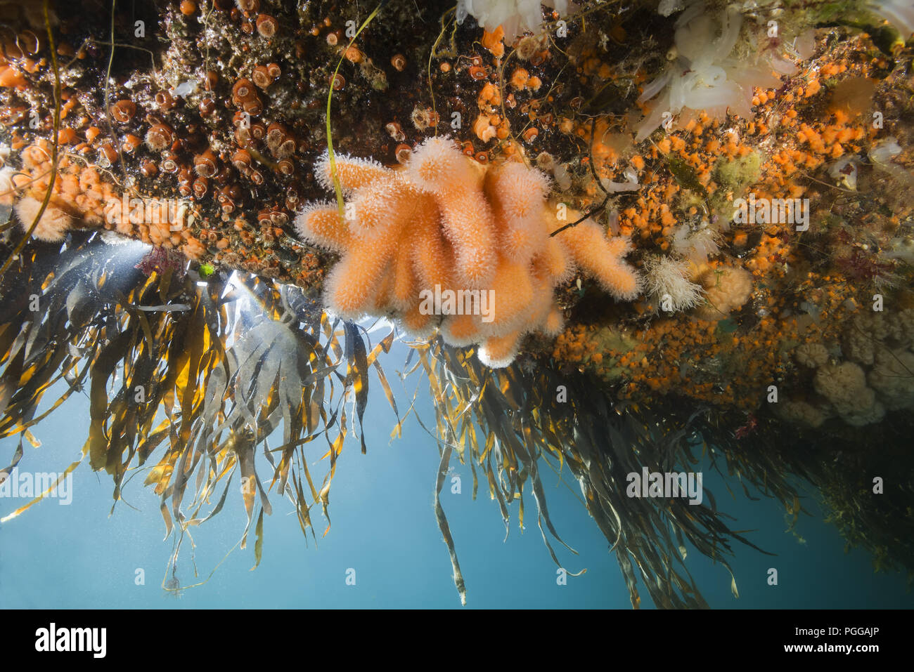 Giardini pensili di Aegir (AEgir) - dita Coral (Alcyonium digitatum) e clonali anemoni Plumose (senile Metridium) Foto Stock