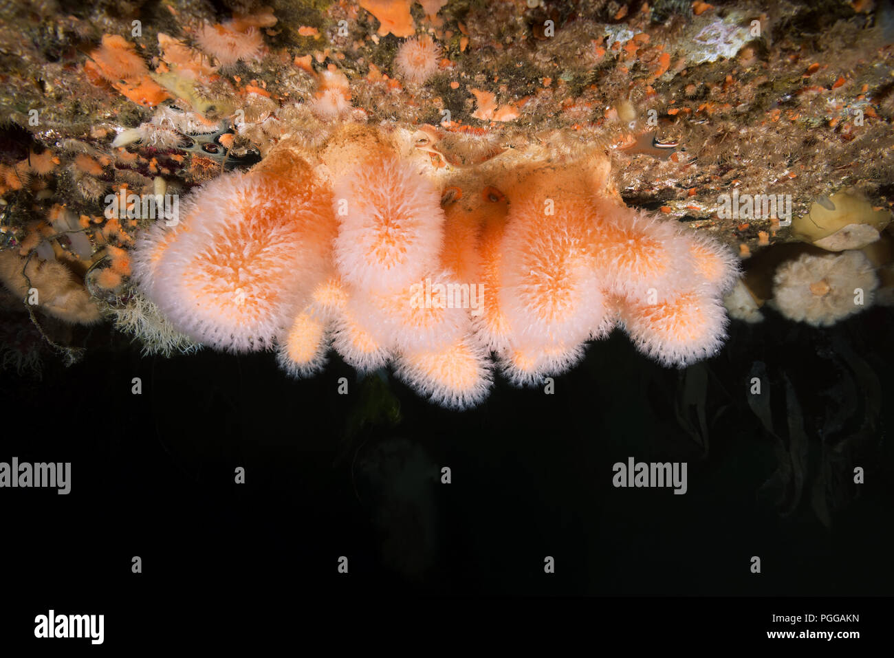 Giardini pensili di Aegir (AEgir) - dita di corallo, Dead Man le dita o la lampadina Tunicate (Alcyonium digitatum) Foto Stock