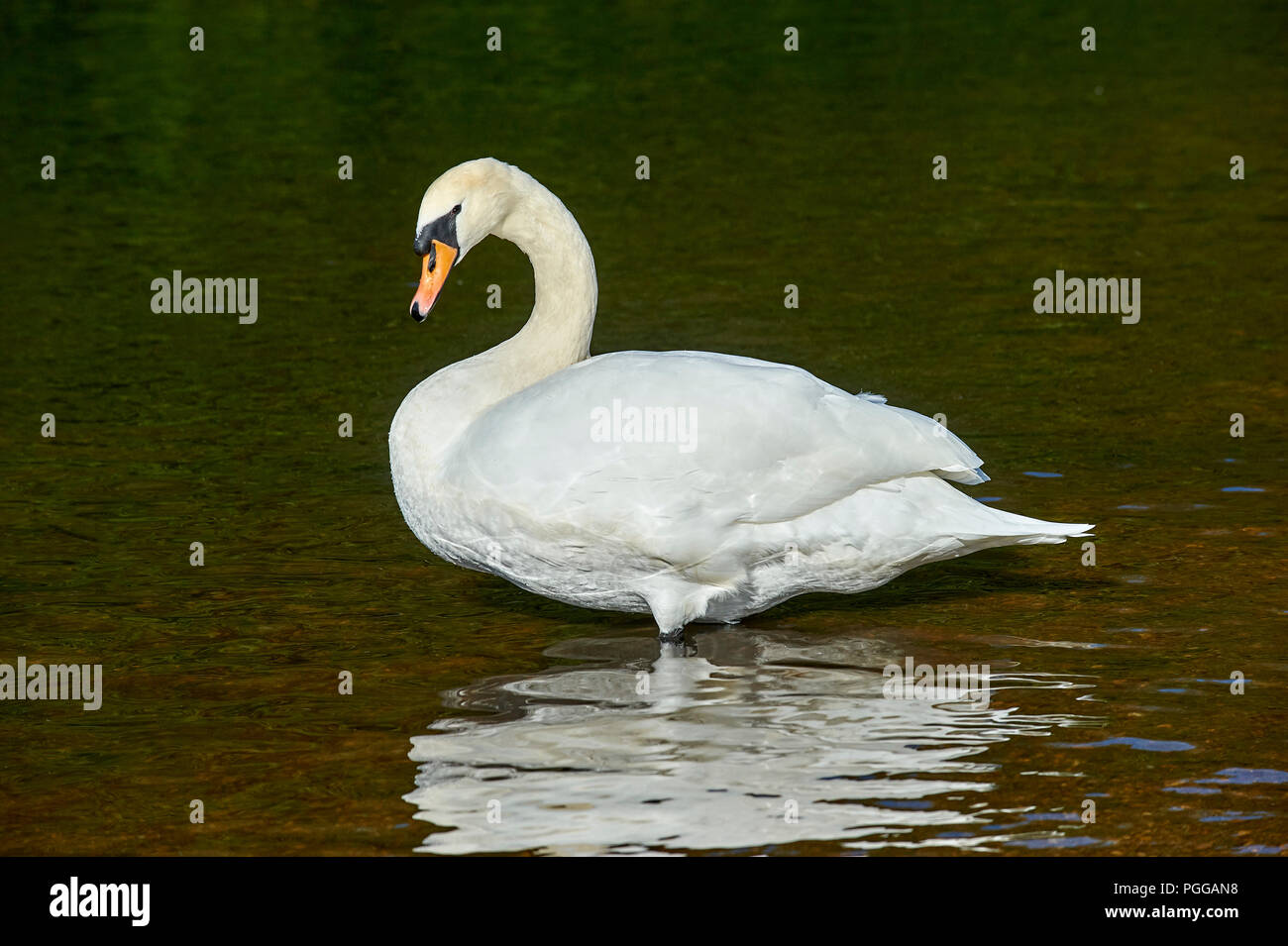 Cigno (Cygnus olor), cavo stagni, Leytonstone, London , Essex, Inghilterra Foto Stock