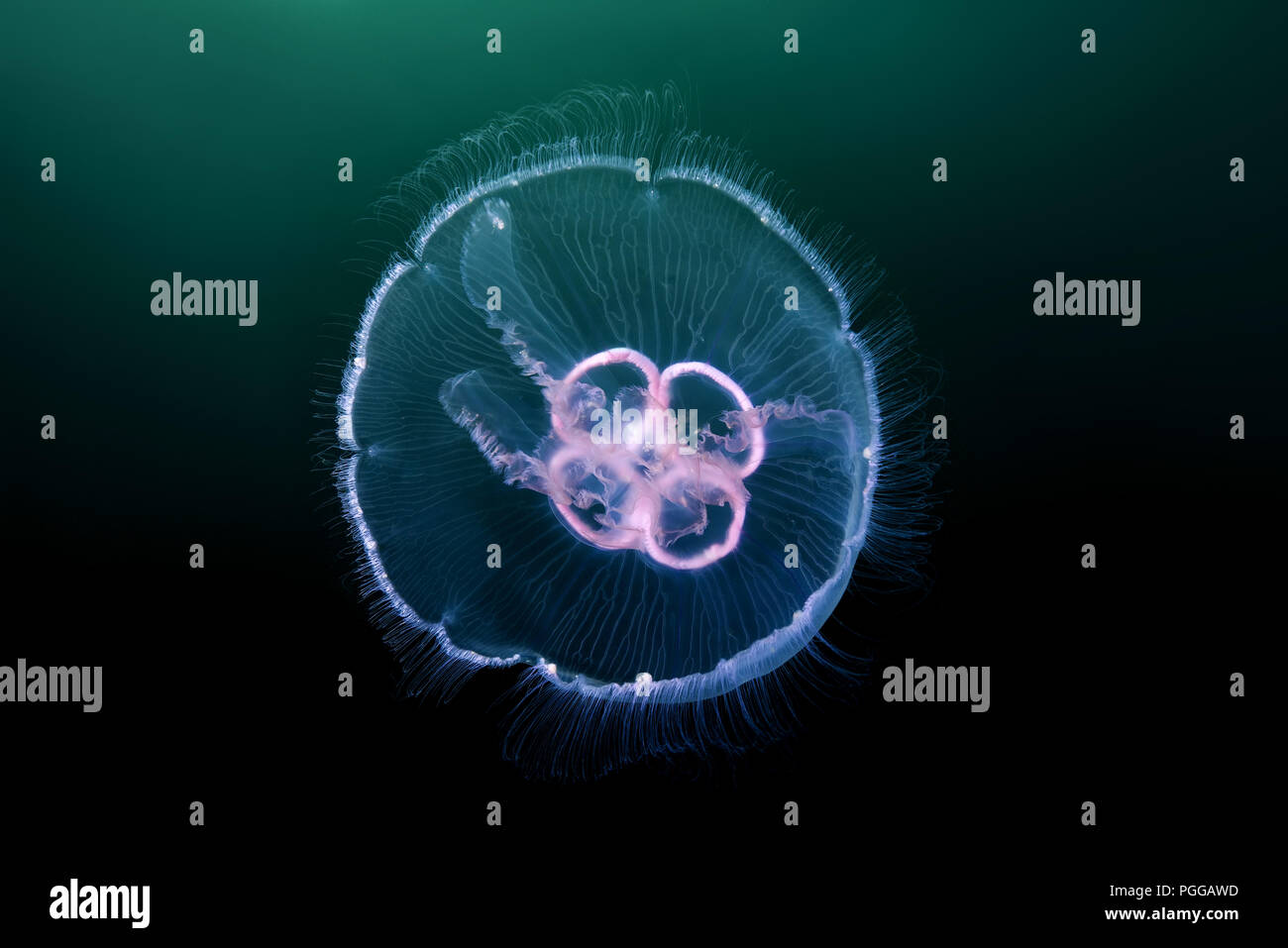 Luna medusa, comune medusa, Moon jelly, o Saucer jelly (Aurelia aurita) Foto Stock