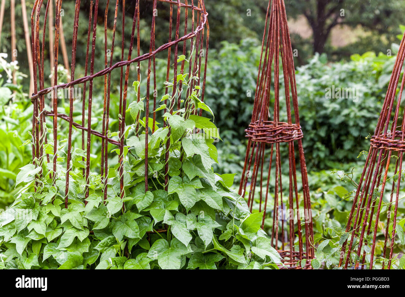 Supporto di vimini per piantare la pianta in un orto, Cucamelon - Melothria scabra Foto Stock