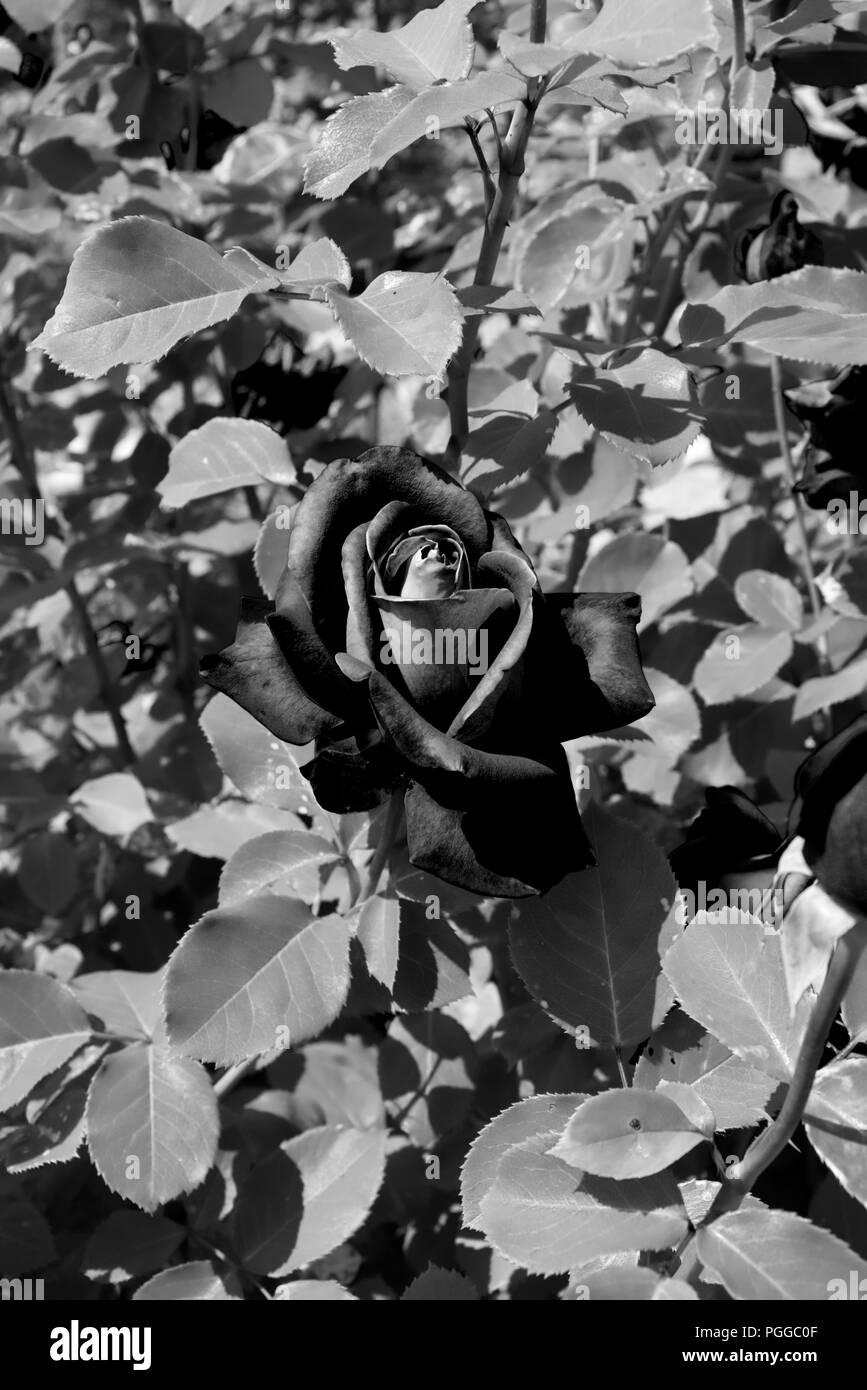 Bocciolo di rosa in un mare di nero e di bianco le foglie - fiori che sbocciano in giardino Foto Stock