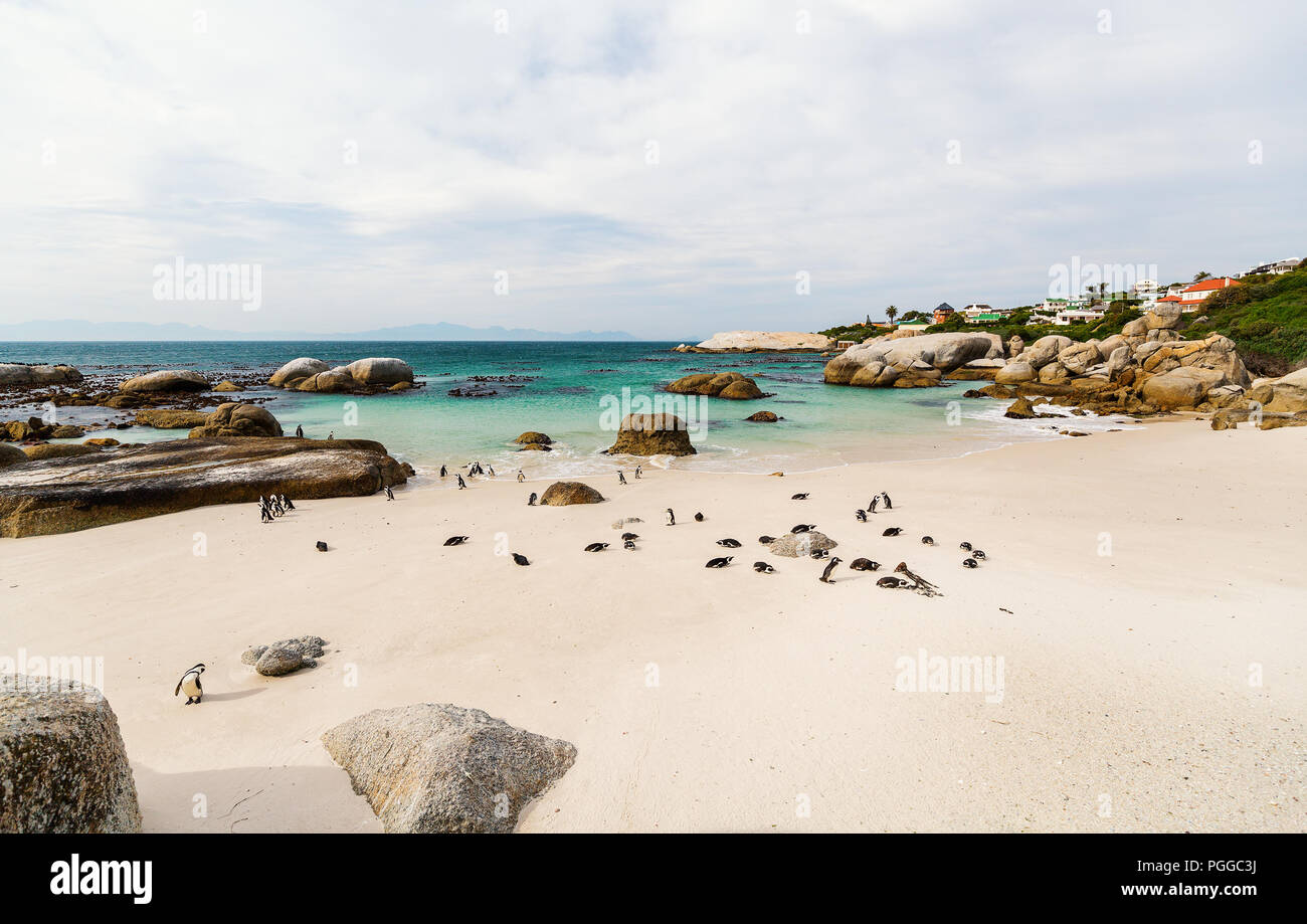 Africa colonia di pinguini a Boulders Beach vicino a Città del Capo in Sud Africa Foto Stock