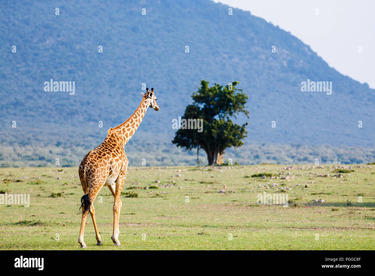 La giraffa nel Masai Mara parco di safari in Kenya Africa Foto Stock