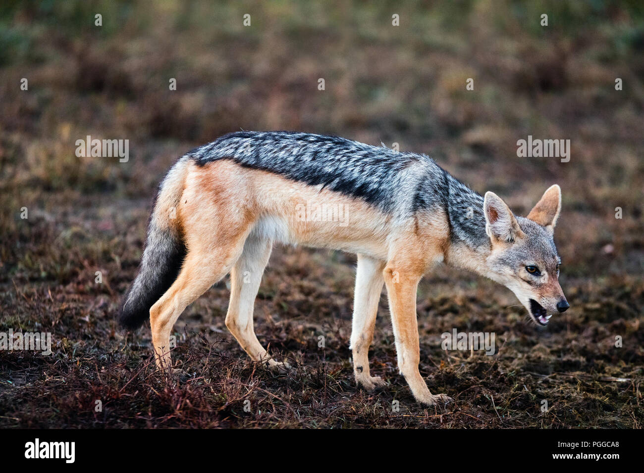 Jackal nel Masai Mara National Park in Kenya Foto Stock