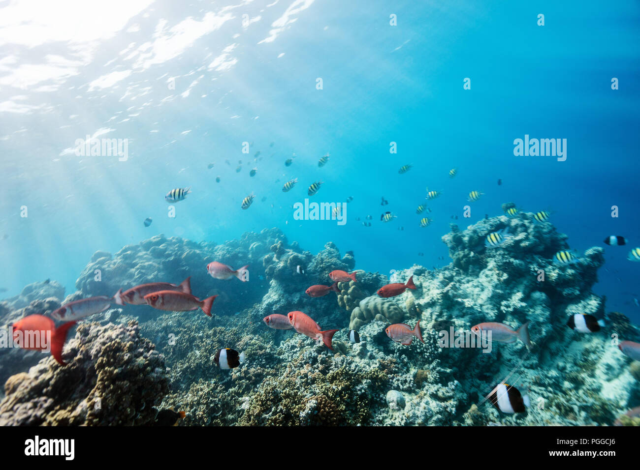 Bella colorate barriere coralline e pesci tropicali in subacquea Maldive Foto Stock