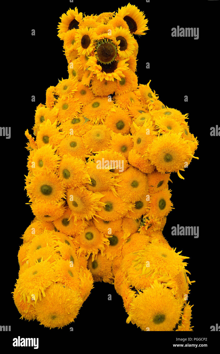 Girasole Helianthus annuus orsetto di peluche a forma di fiori in un orso  di peluche Foto stock - Alamy