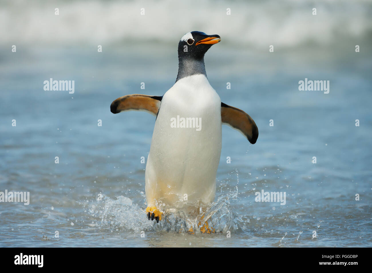 Pinguino Gentoo proveniente sulla riva dal Oceano Atlantico, Isole Falkland. Foto Stock
