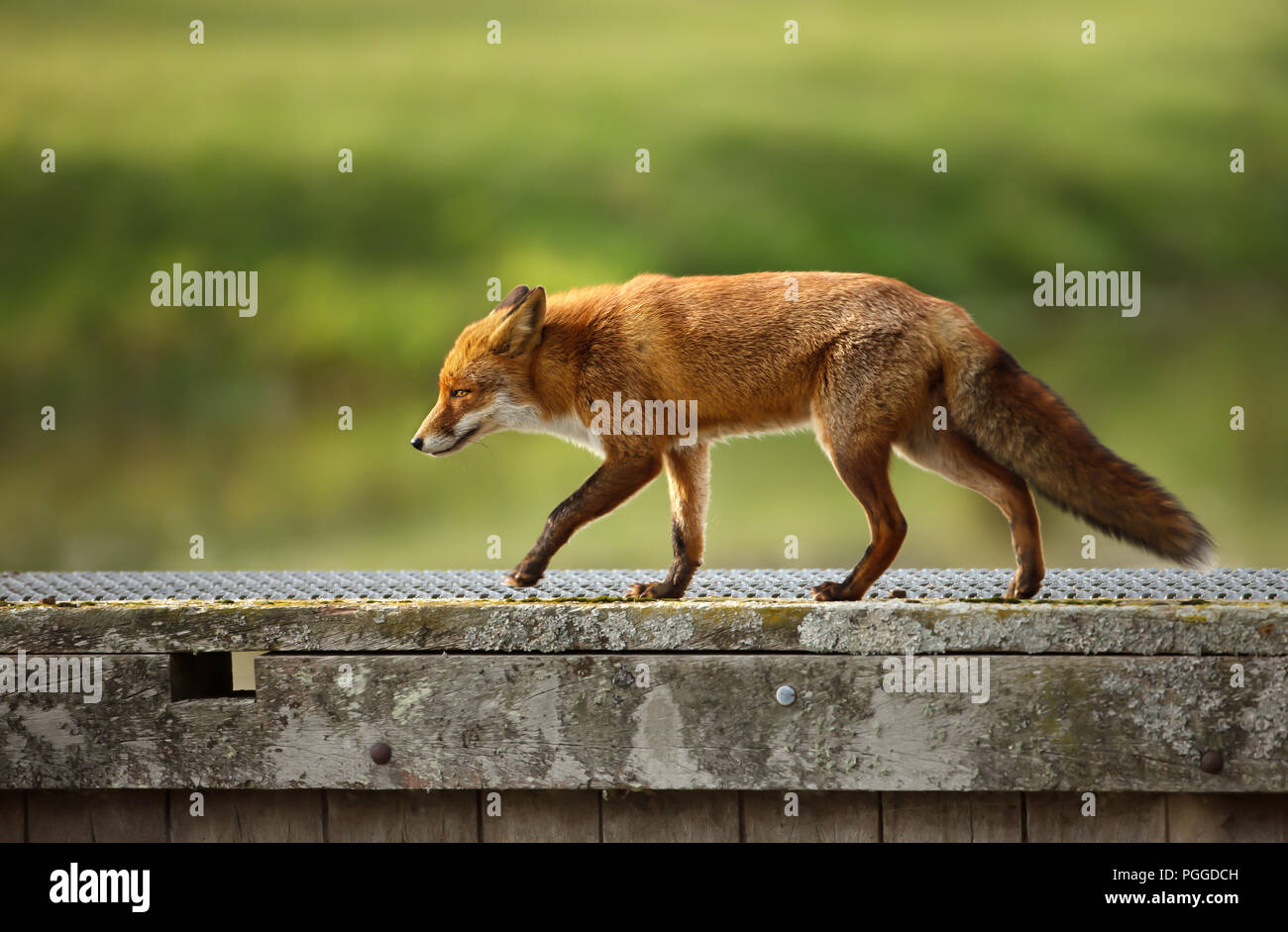 Close up di un Rosso volpe (Vulpes vulpes) attraversando un ponte di legno. Foto Stock