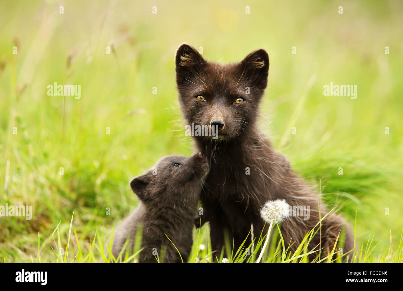 Close-up di femmine della volpe artica con un grazioso piccolo cub nel prato, estate in Islanda. Foto Stock