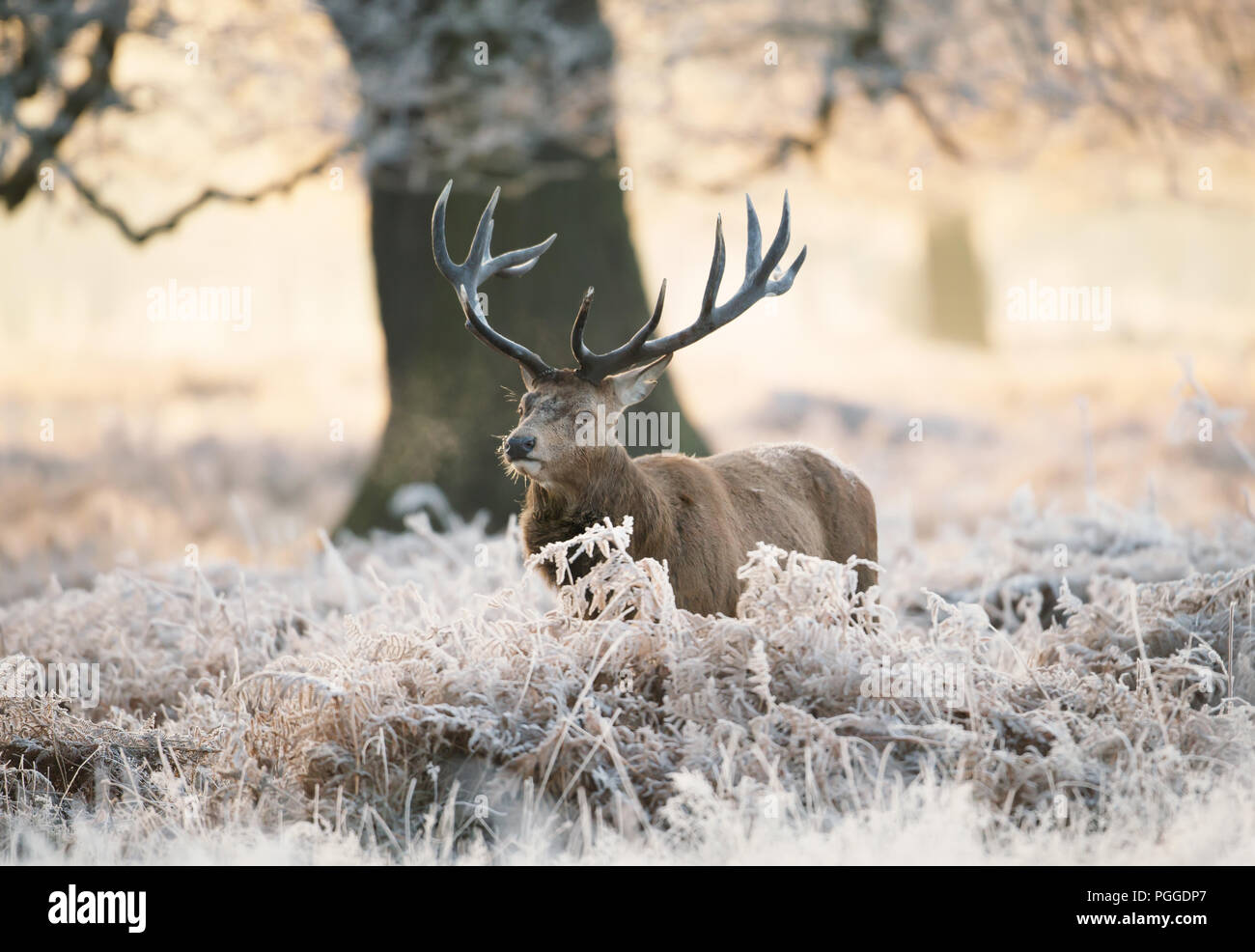 Red Deer stag in piedi in fern su un gelido inverno mattina, UK. Foto Stock