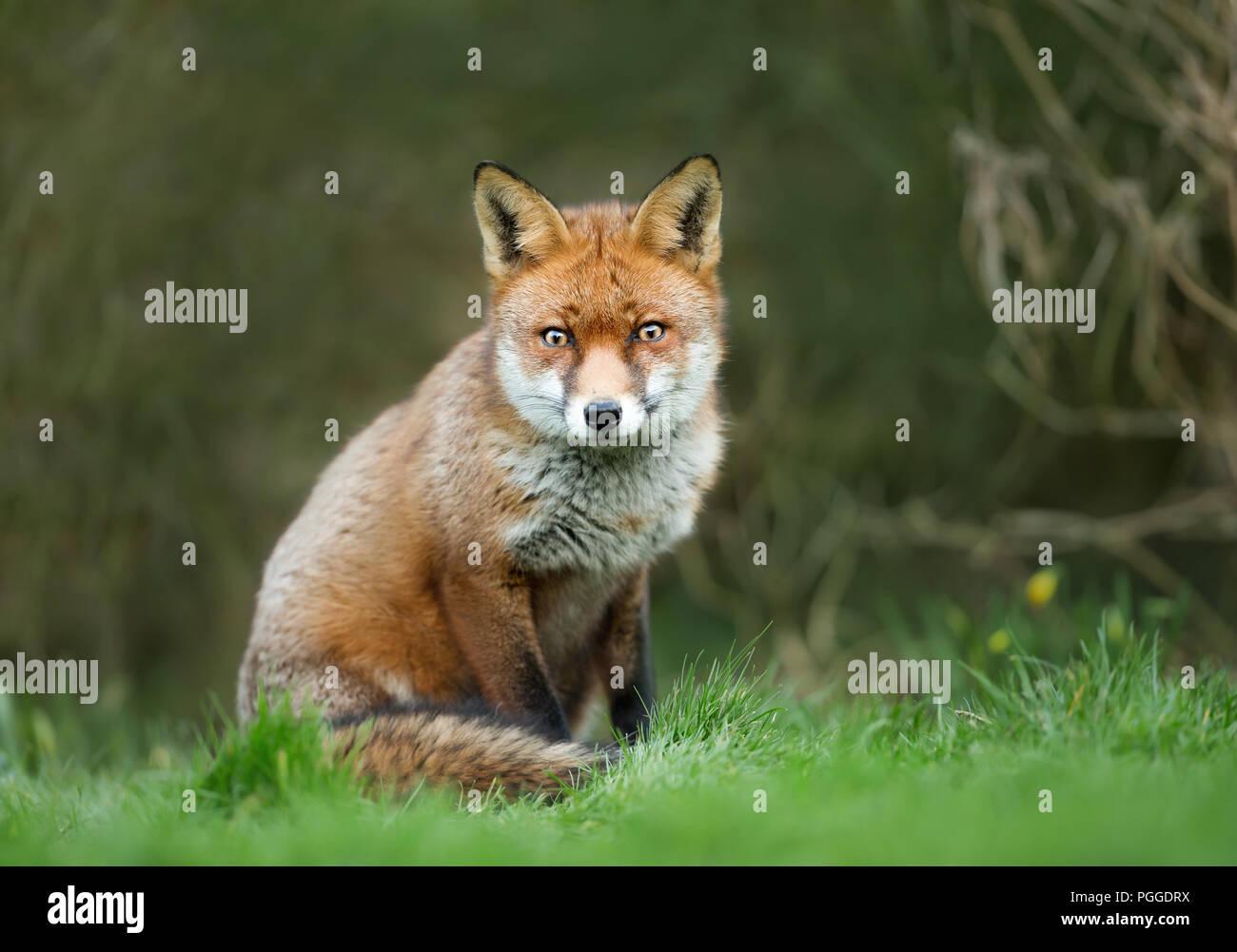 In prossimità di un grazioso volpe rossa seduta in erba Foto Stock