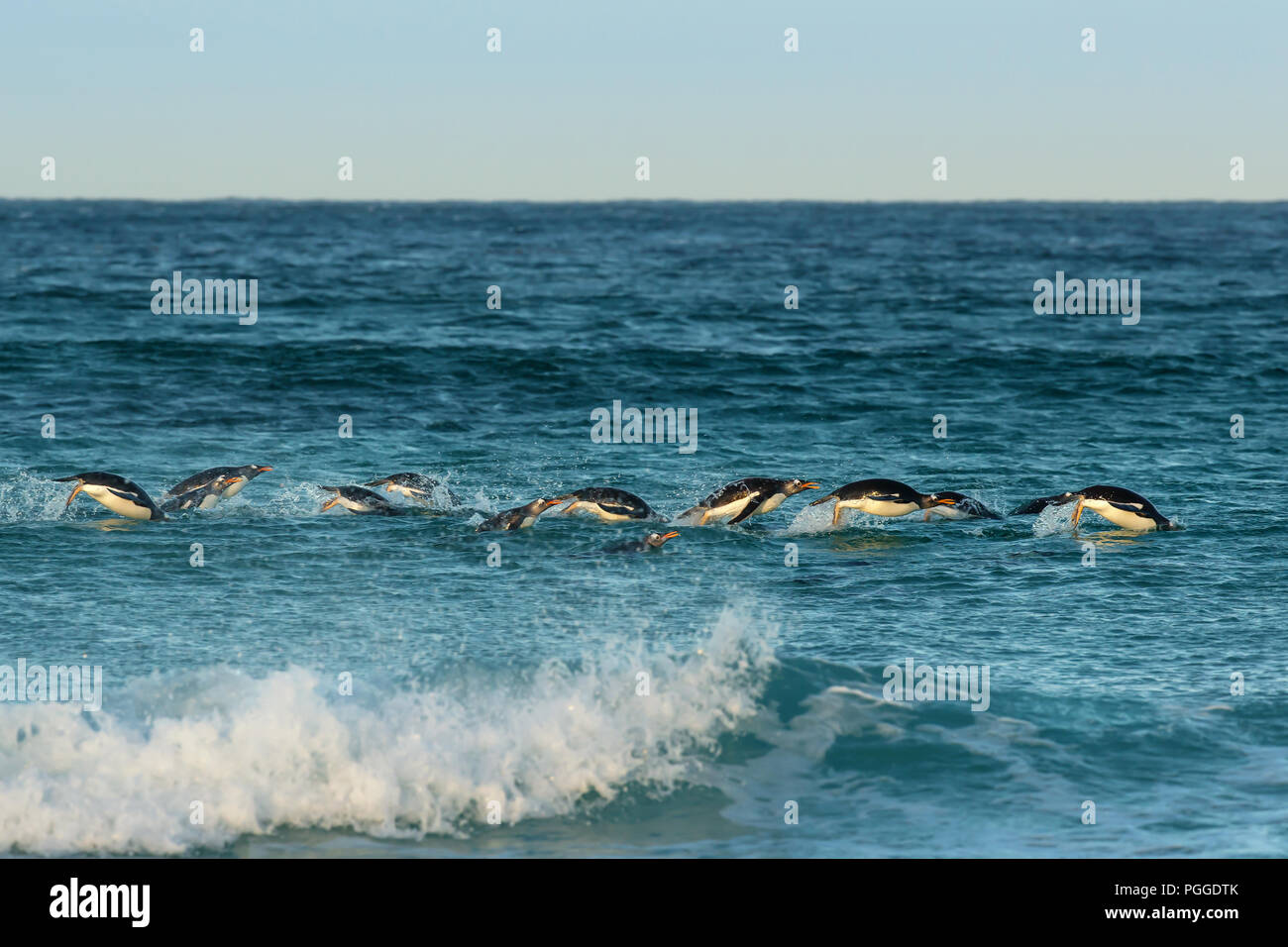 Gruppo di pinguini Gentoo immersioni in Oceano Atlantico sulla costa delle isole Falkland. La fauna selvatica scena. Foto Stock