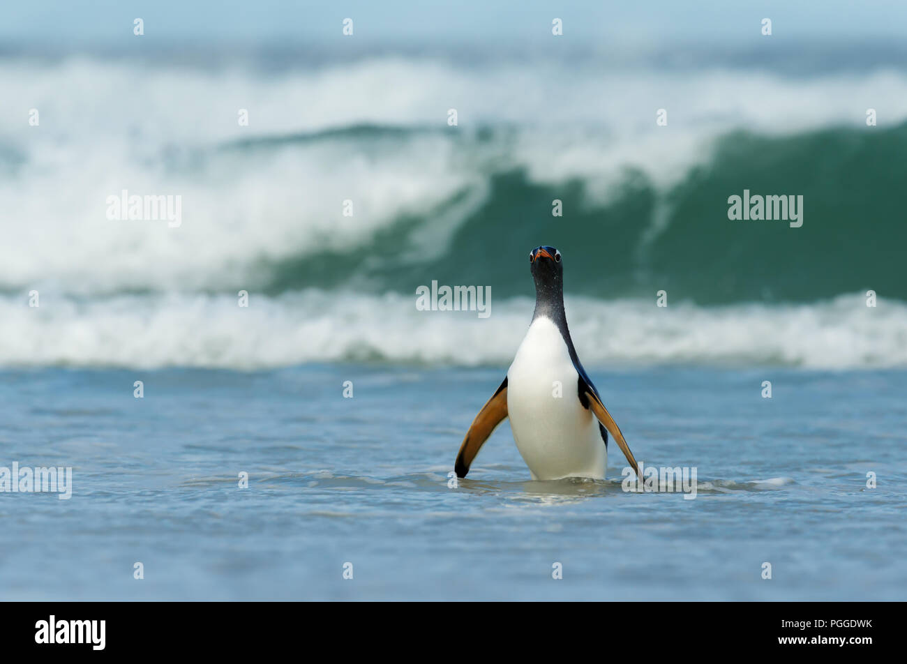 Pinguino Gentoo proveniente sulla riva di un mare tempestoso, Isole Falkland. Foto Stock