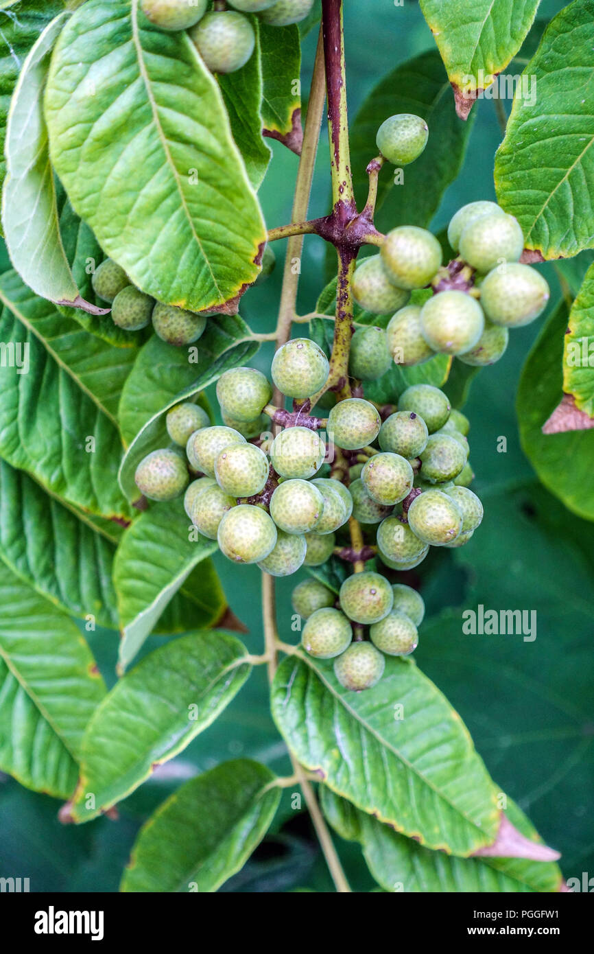 Corktree Sakhalin, Phellodendron amurense var. sachalinense, frutti di maturazione Foto Stock