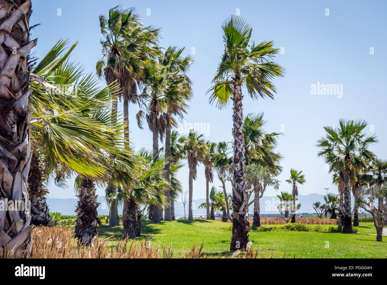 Giorno nella foresta di nador Foto Stock