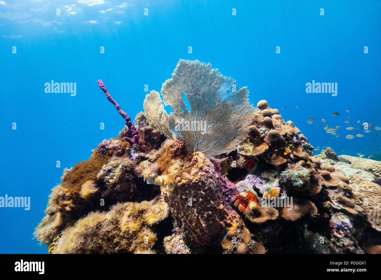 Colorata bellissima scogliera di corallo e pesce tropicale sott'acqua in St Lucia Caraibi Foto Stock