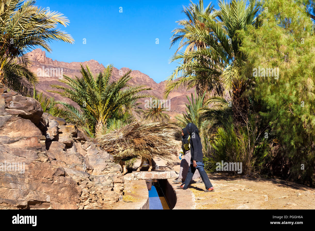 Marocco-DEC 27, 2012: donne locali con un asino impilati a secco con fronde di palma riuniti in questa oasi di grandi dimensioni situato nella valle del Draa. Le fronde ha Foto Stock
