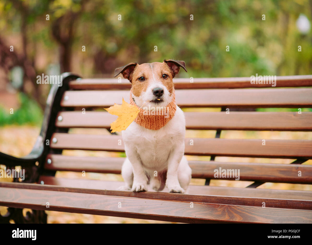 Cane tenendo in bocca caduto autunno maple leaf seduta sul banco di lavoro Foto Stock