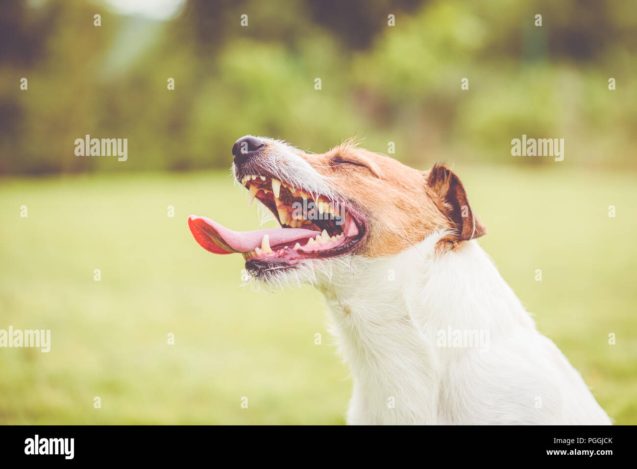 Happy Jack Russell Terrier cane con bocca aperta ansimando dopo il gioco attivo Foto Stock