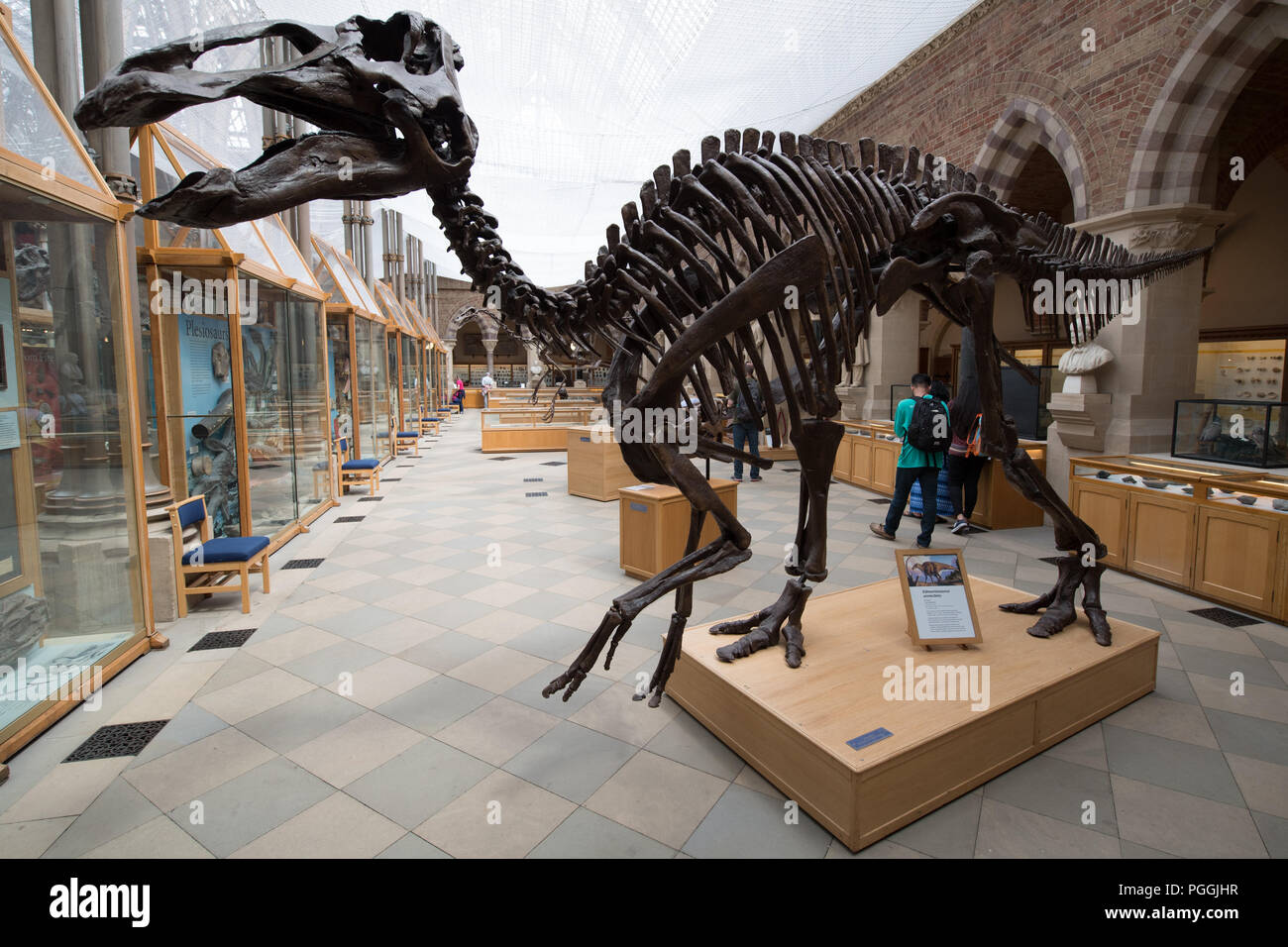 Edmontosaurus scheletro di dinosauro presso il Pitt Rivers Museum di Oxford che mostra scheletro completo - nervature di testa, schiena, gambe, etc Foto Stock