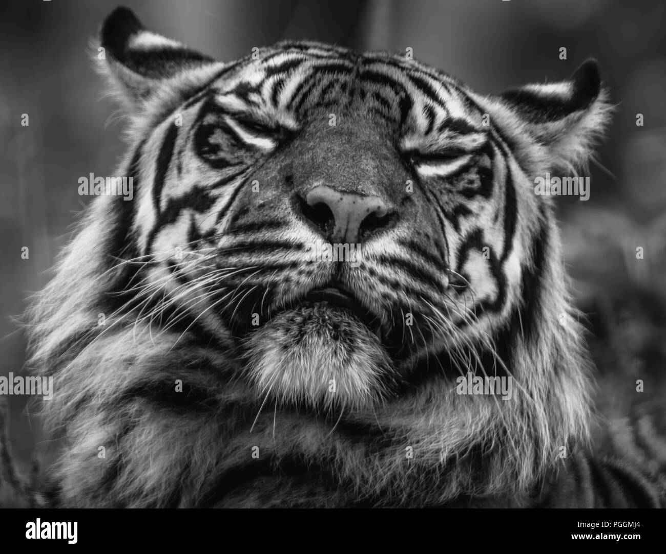 Napping Tiger Foto Stock