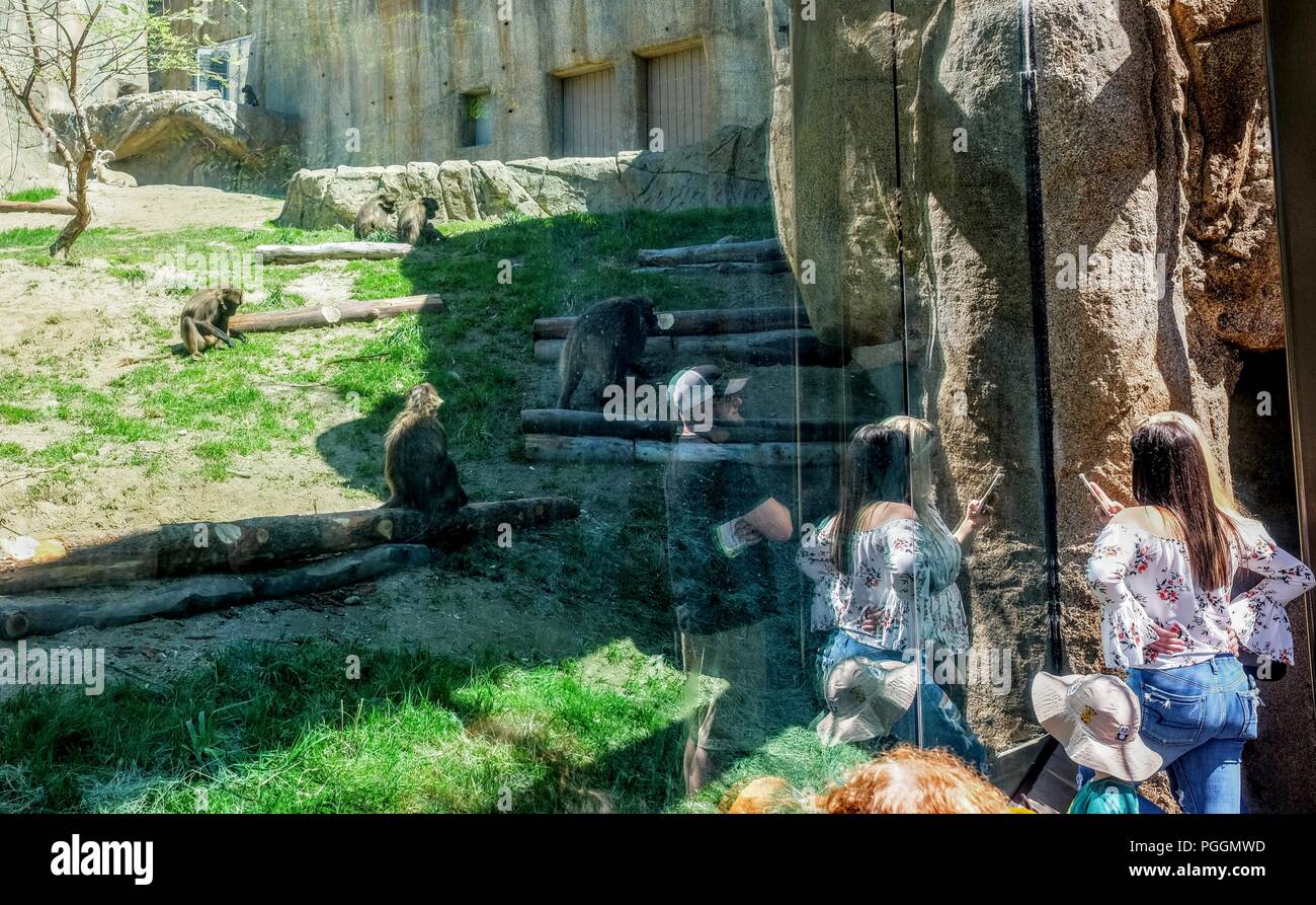 I turisti umani hanno riflettuto sul vetro della mostra delle scimmie, lo zoo di San Diego, California Foto Stock