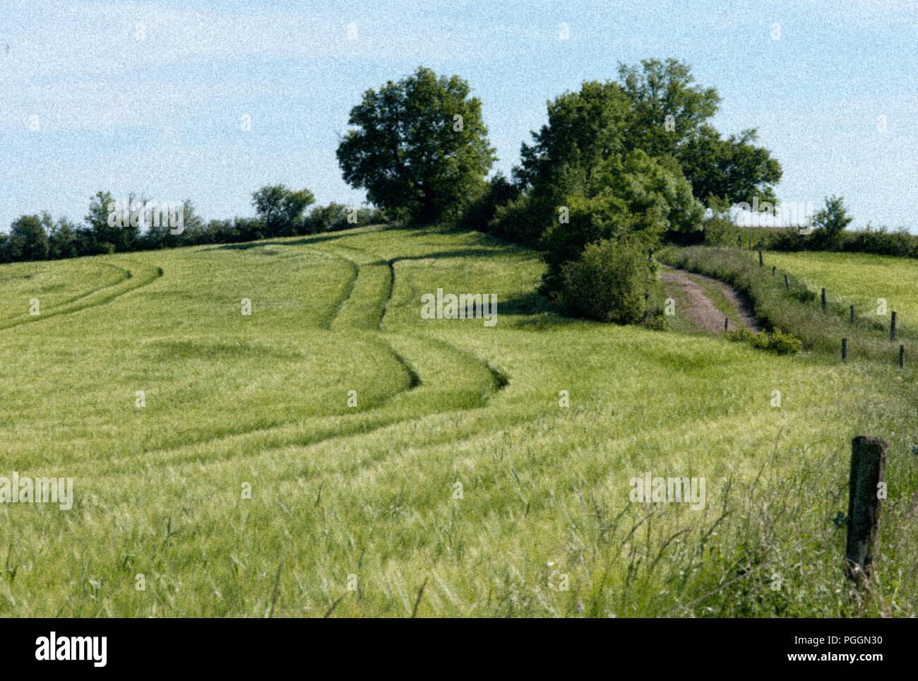 Il grano sulla platea in primavera nei pressi di Najac, Aveyron, Occitanie, Francia, Europa utilizzando gli effetti di grano nello stile di un dipinto impressionista Foto Stock