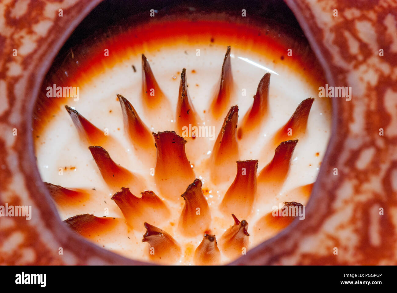 Vista ravvicinata Rafflesia fiore, Rafflesia arnoldii, Sabah Borneo, Malaysia Foto Stock