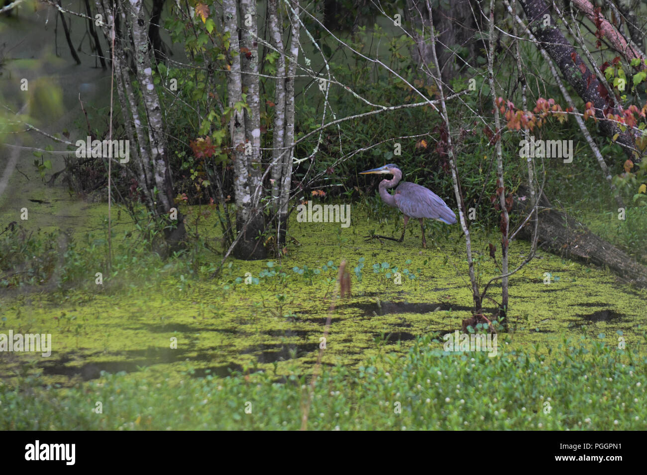 Airone cenerino wades attraverso mossy palude salmastra acqua sul confine della Carolina del Nord e del sud degli Stati Uniti Foto Stock