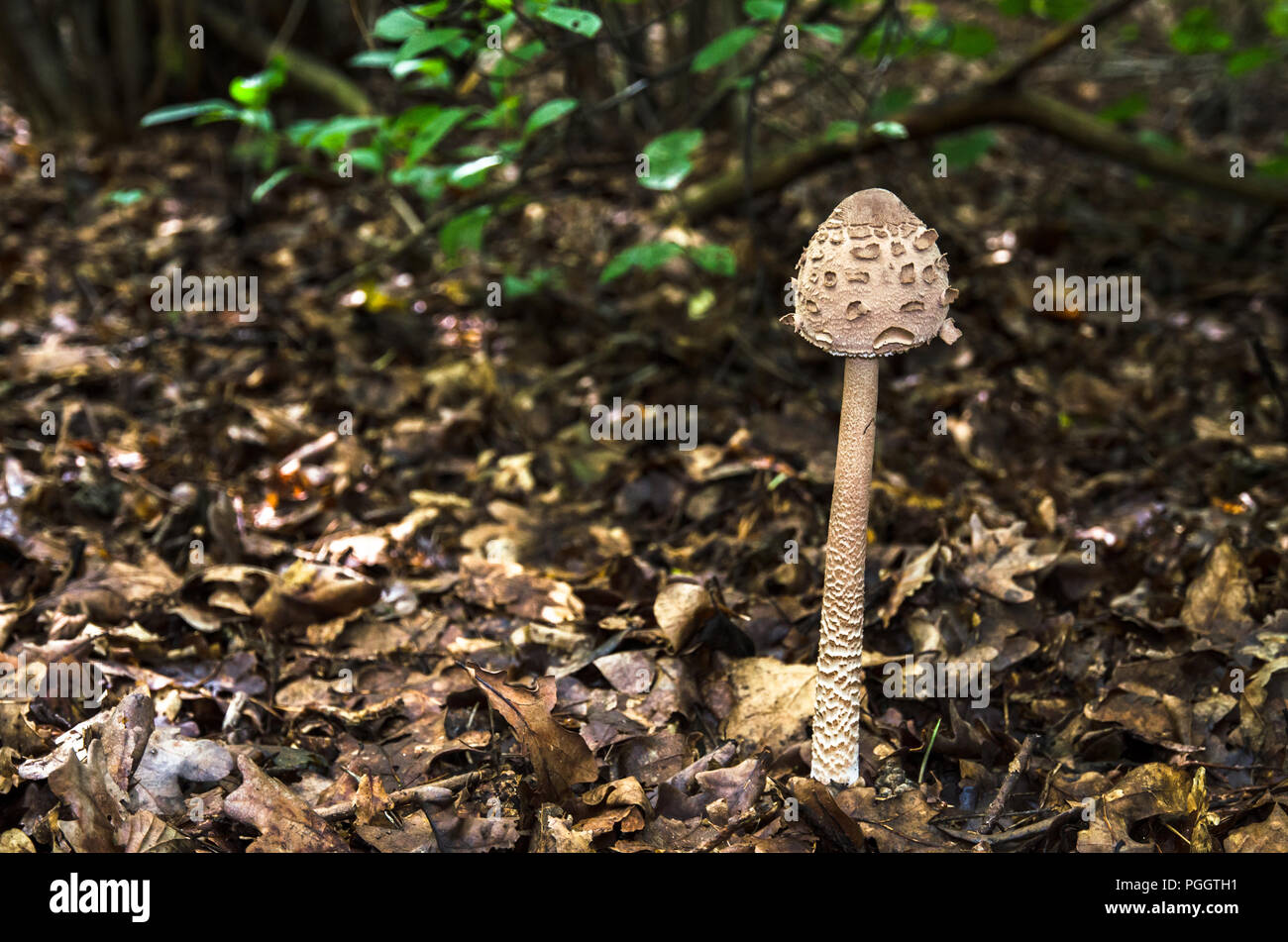 Giovani parasol mushroom al tempo di autunno Foto Stock