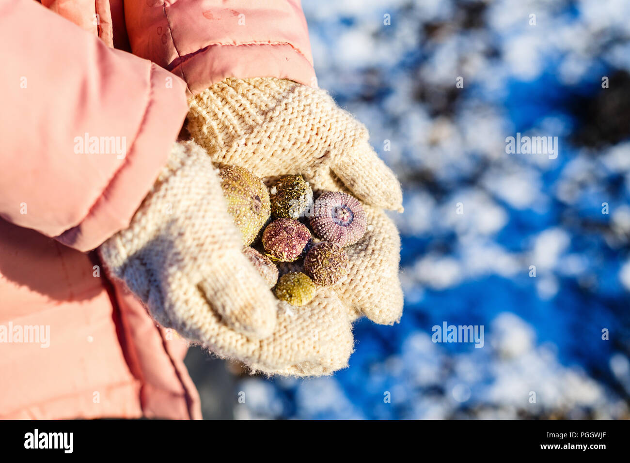 In prossimità di una bambina tenendo congelate di conchiglie di mare nelle sue mani Foto Stock