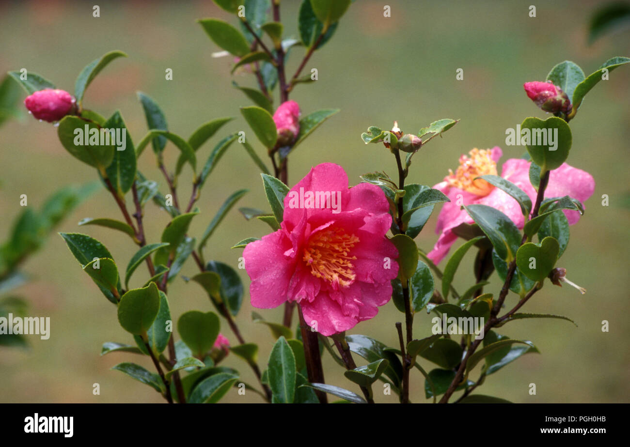 Pink Camellia bush in fiore, Nuovo Galles del Sud, Australia Foto Stock