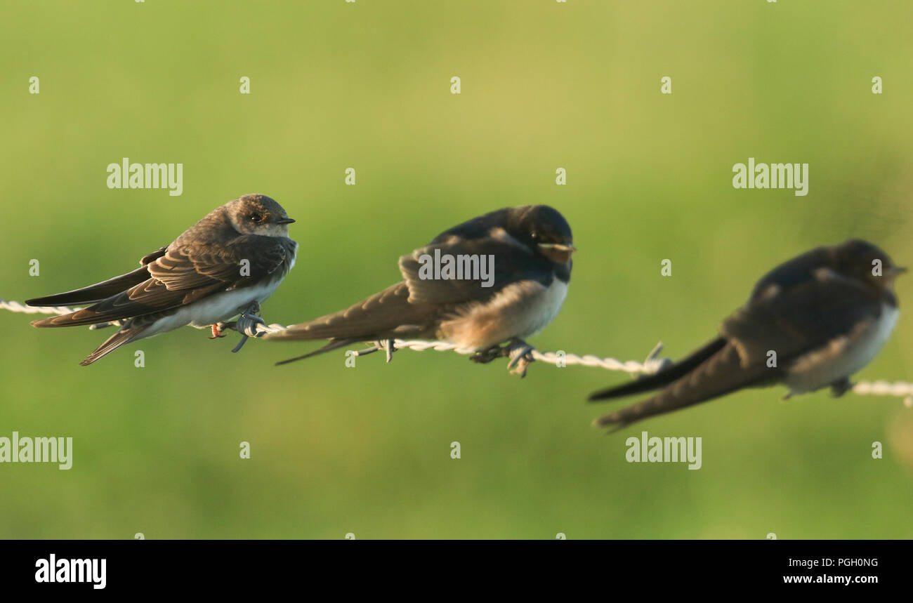 Una bella sabbia Martin (Riparia Riparia) appollaia con Rondini su un filo spinato. Foto Stock