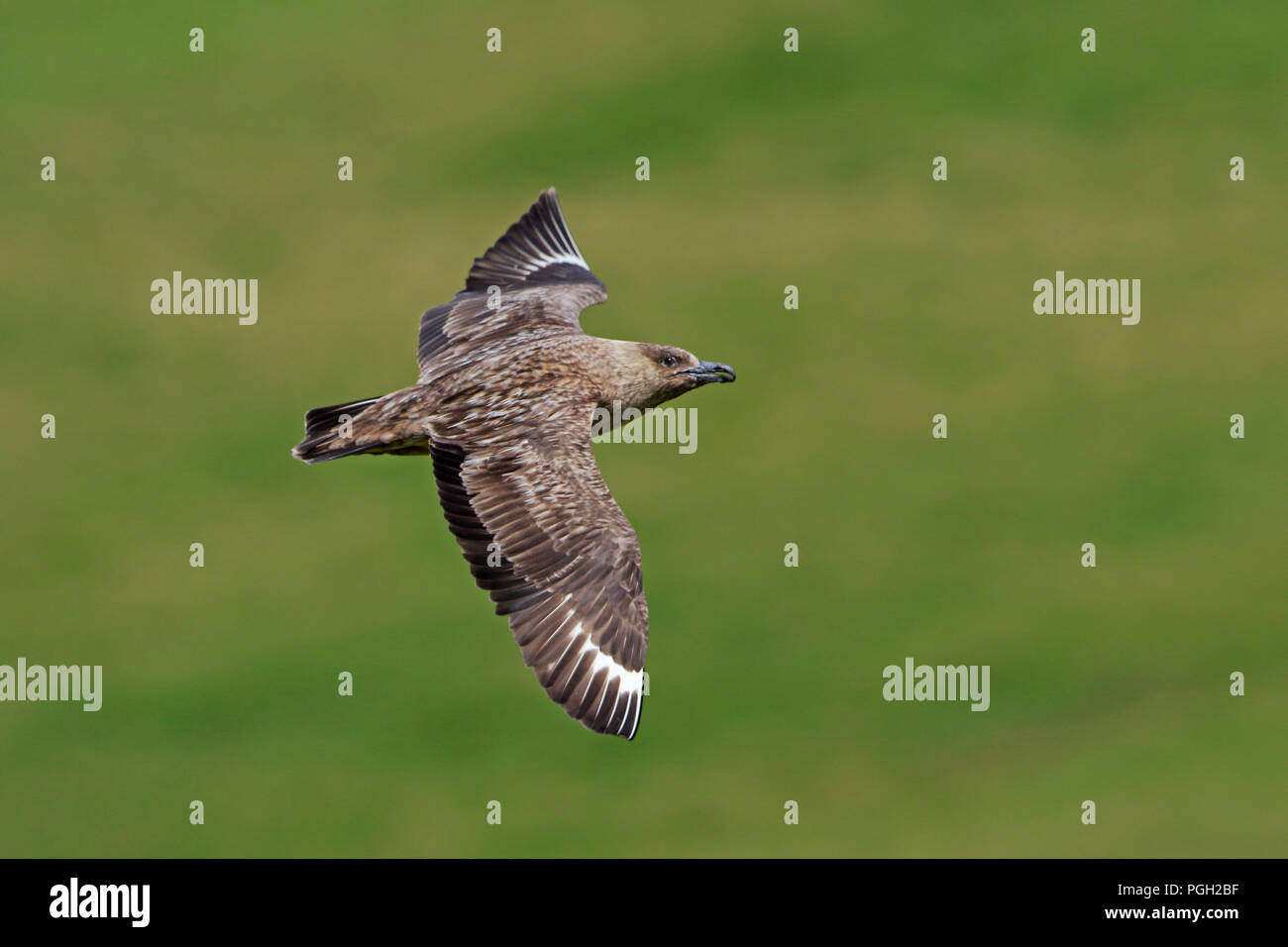 Grande Skua in volo su St Kilda Ebridi Esterne Foto Stock