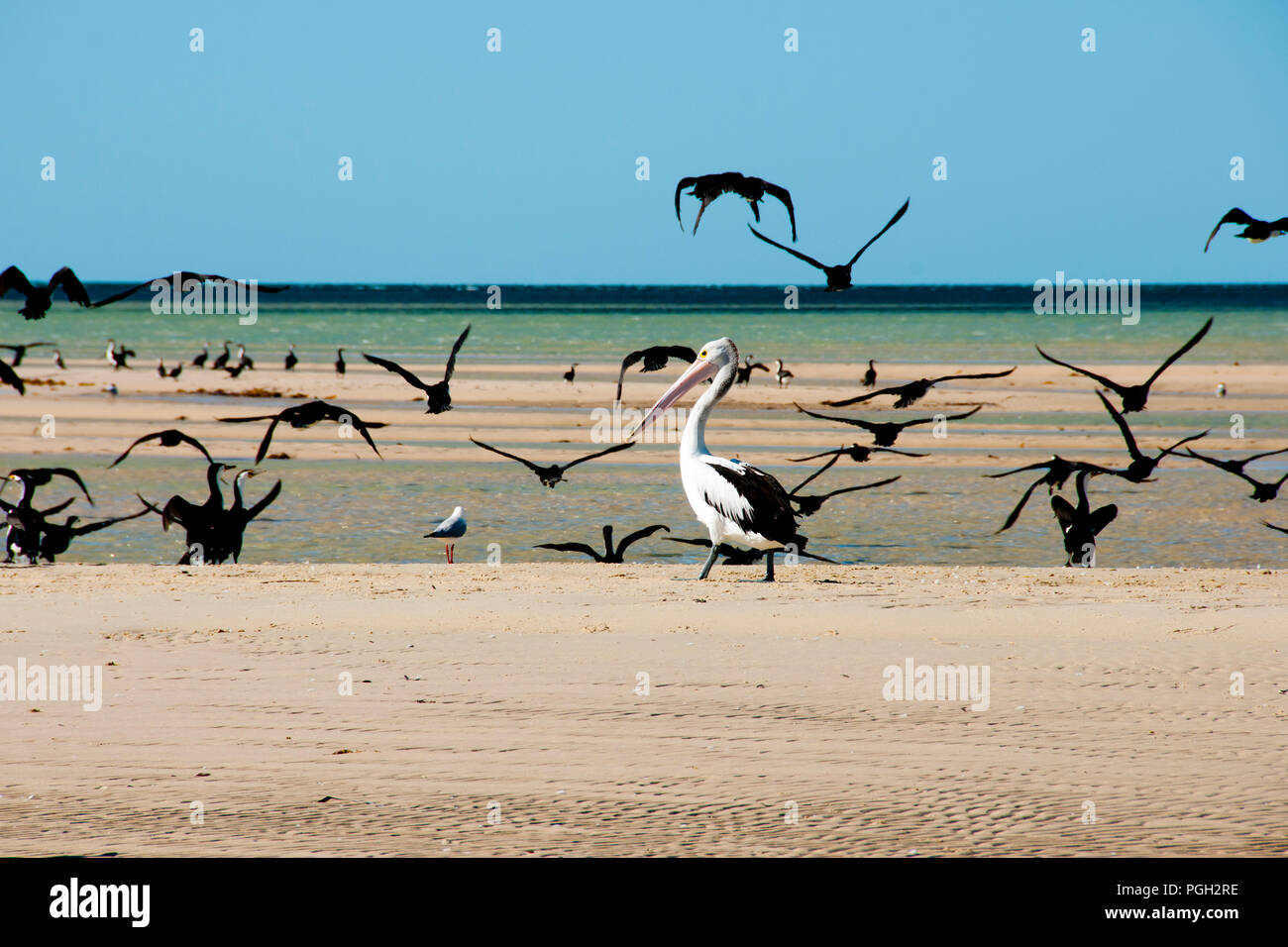 Pied cormorani & Pelican - Monkey Mia - Australia occidentale Foto Stock