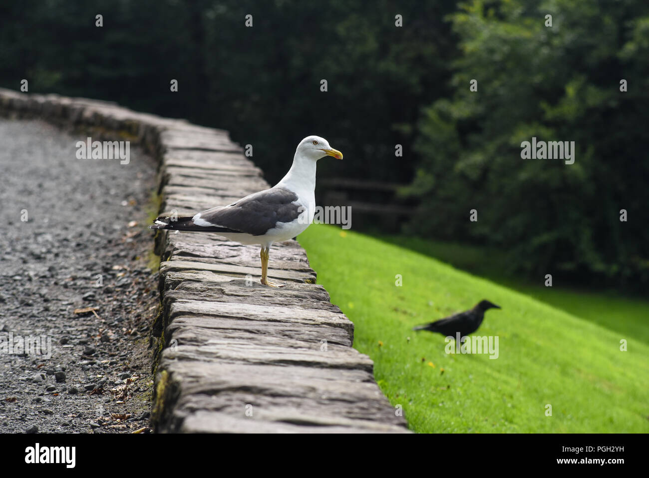 Seagull e un corvo appollaiato sul pavimento del Loch Lomond e Trassochs Parco Nazionale Foto Stock