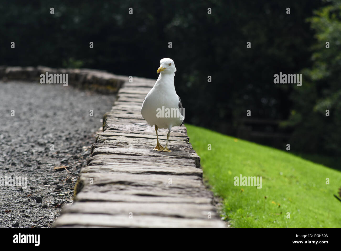 Seagull appollaiato in Loch Lomond e Trassochs Parco Nazionale Foto Stock
